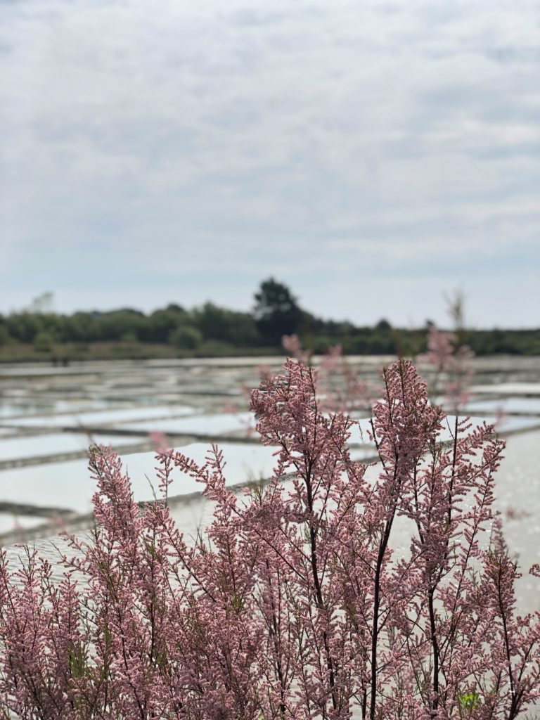 Marais Salants